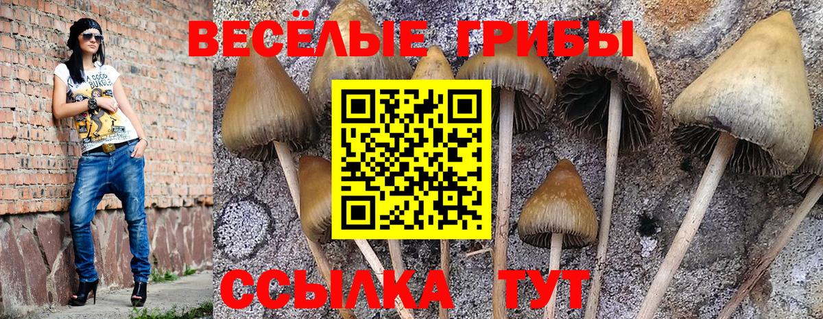 Галлюциногенные грибы Psilocybe Павлово